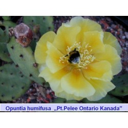Opuntia humifusa Pt pelee Ontario Kanada