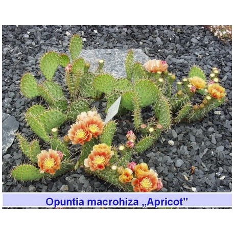 Opuntia macrohiza ‘Apricot’