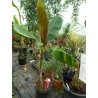 Musa sikkimensis