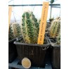 Echinocereus coccineus SB 236 Jarilla Mts