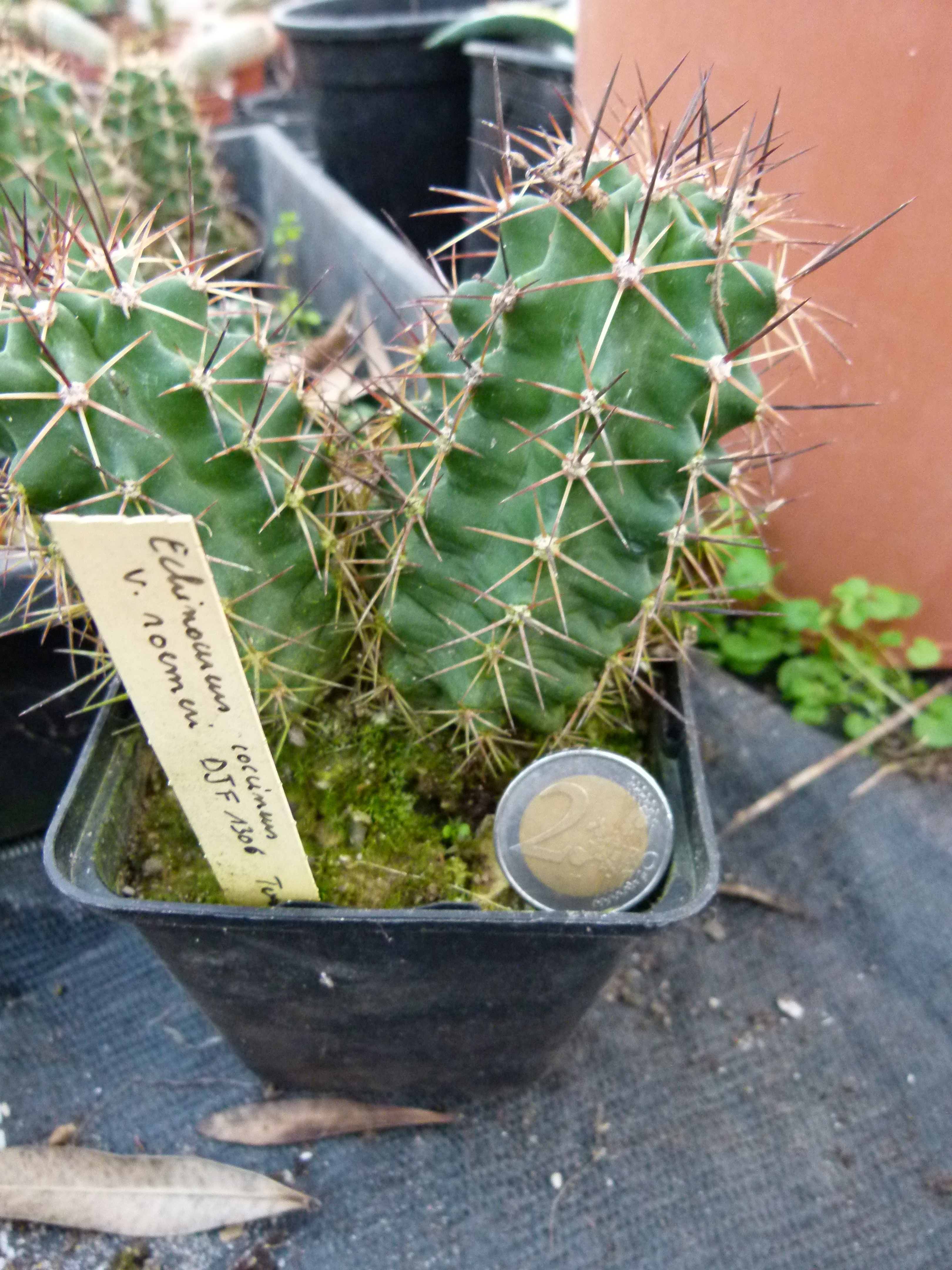 Echinocereus coccineus v roemeri DJF1306 - Wallonie Tropicale