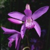 Bletilla striata