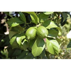 Citronnier vert ‘Lime de Tahiti’