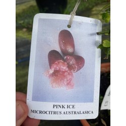 Citrus australasica ‘Pink Ice’