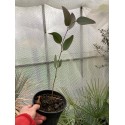 Eucalyptus pauciflora subsp. niphophila