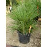 Chamaerops humilis