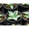 Agave neomexicana