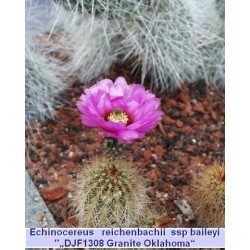 Echinocereus reichenbachii baileyii