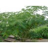 Albizzia julibrissin