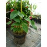 Colocasia 'pink china'